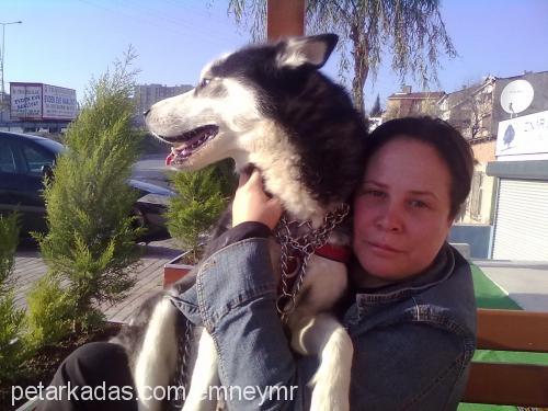 asya Dişi Sibirya Kurdu (Husky)