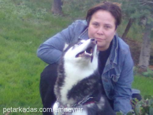 asya Dişi Sibirya Kurdu (Husky)