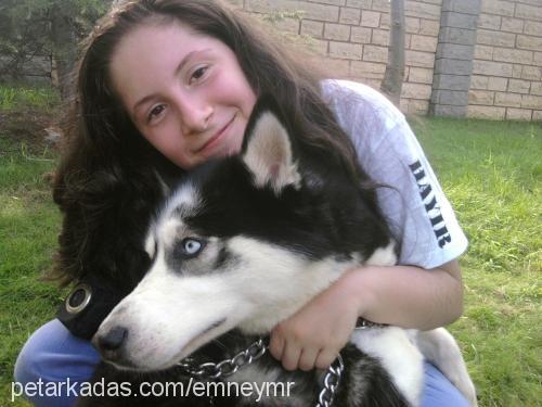 asya Dişi Sibirya Kurdu (Husky)