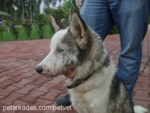 torro Erkek Sibirya Kurdu (Husky)