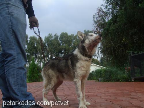 torro Erkek Sibirya Kurdu (Husky)