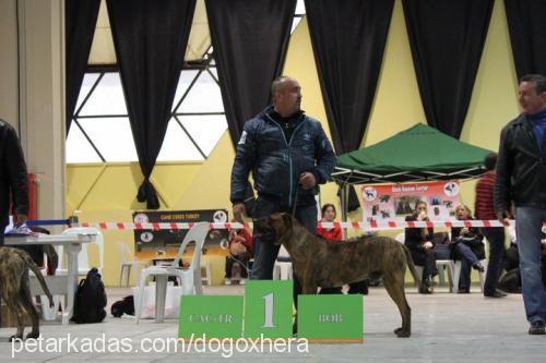 bucho Erkek Mastiff