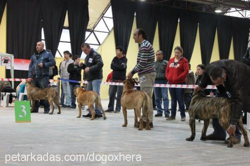 bucho Erkek Mastiff