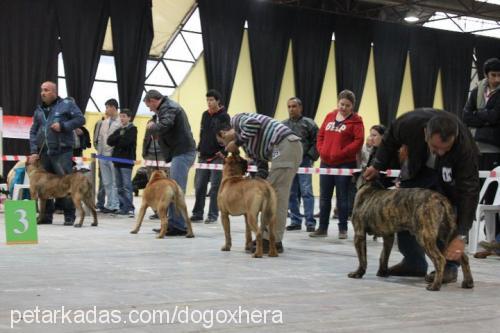 bucho Erkek Mastiff