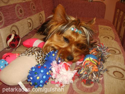 linda Dişi Yorkshire Terrier