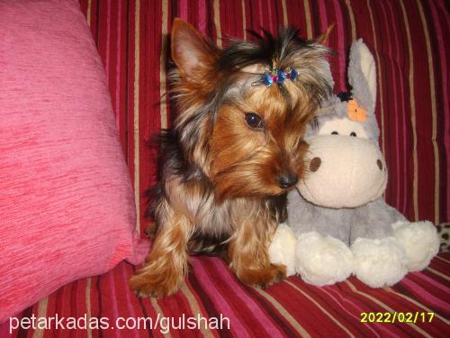 linda Dişi Yorkshire Terrier