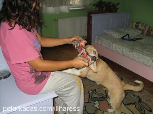 shila Dişi Labrador Retriever