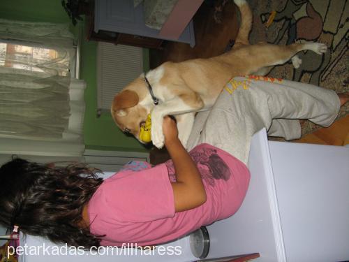 shila Dişi Labrador Retriever