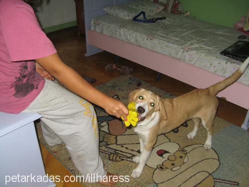 shila Dişi Labrador Retriever