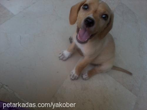 balım Dişi Labrador Retriever