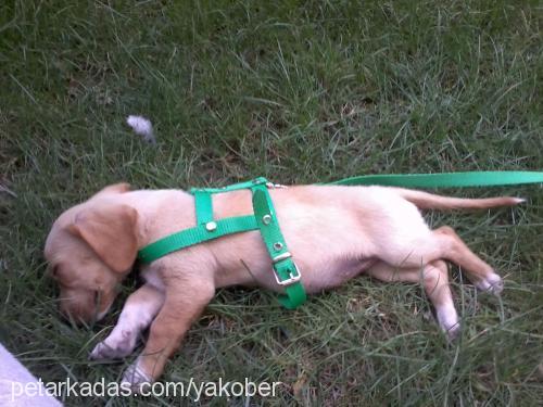 balım Dişi Labrador Retriever