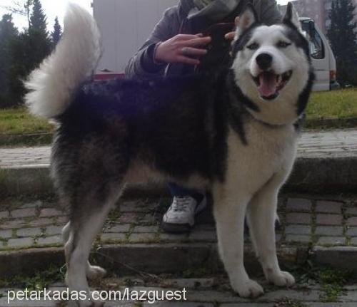 gümüş Erkek Sibirya Kurdu (Husky)