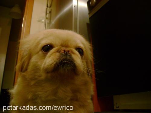 chucky Erkek Pekingese