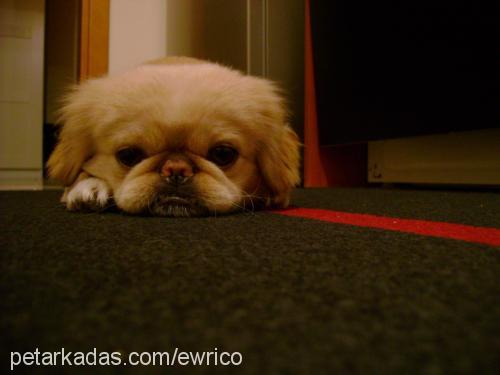 chucky Erkek Pekingese