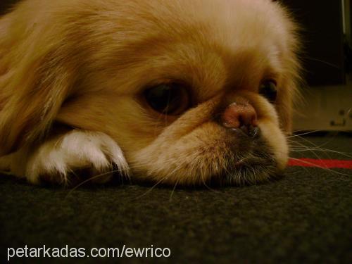 chucky Erkek Pekingese