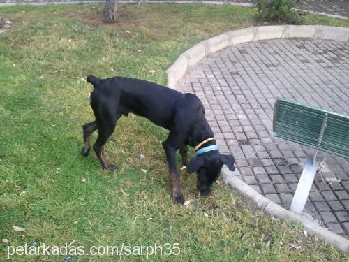 biber Erkek Mastiff