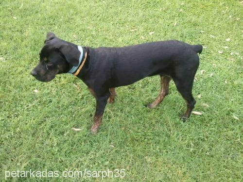 biber Erkek Mastiff