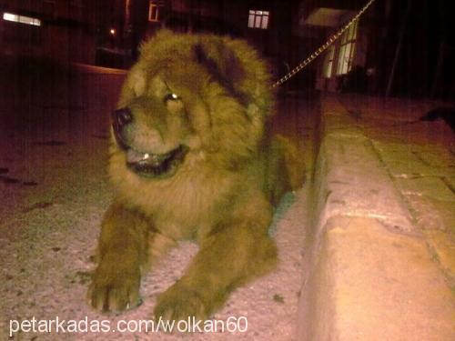 aslan Erkek Chow Chow