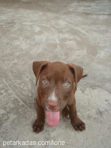 rita Dişi Amerikan Staffordshire Terrier