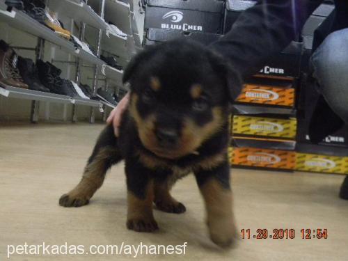 ares Erkek Rottweiler