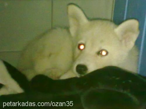 kontes Dişi Sibirya Kurdu (Husky)