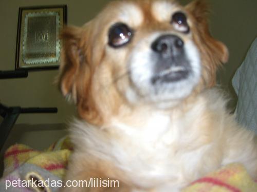 lili Dişi Tibetli Spaniel