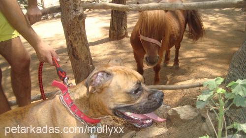 molly Dişi Boxer