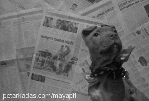 maya Dişi Amerikan Pitbull Terrier