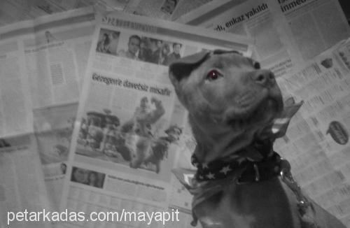 maya Dişi Amerikan Pitbull Terrier