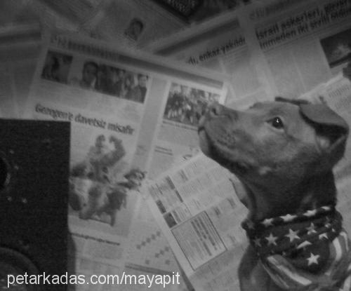 maya Dişi Amerikan Pitbull Terrier