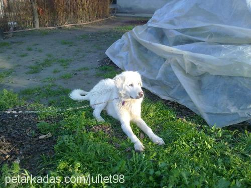 efe Erkek Golden Retriever