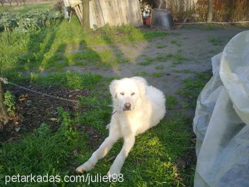 efe Erkek Golden Retriever