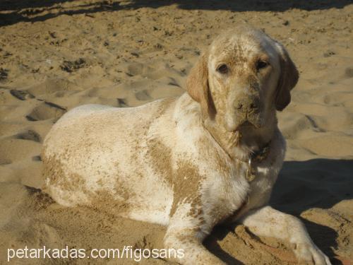 figo Erkek Labrador Retriever