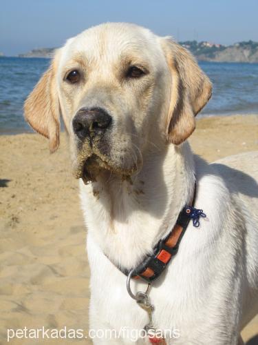 figo Erkek Labrador Retriever