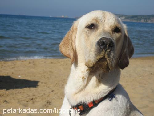 figo Erkek Labrador Retriever