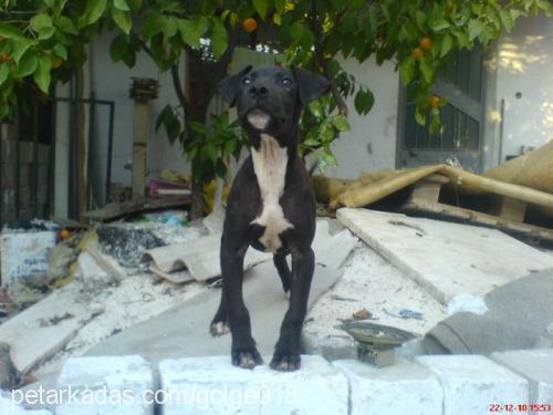 nİght Erkek Amerikan Pitbull Terrier