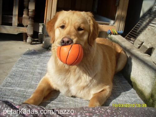 betty Dişi Golden Retriever