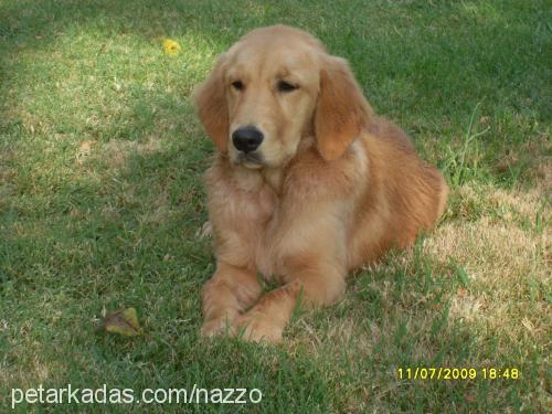 betty Dişi Golden Retriever