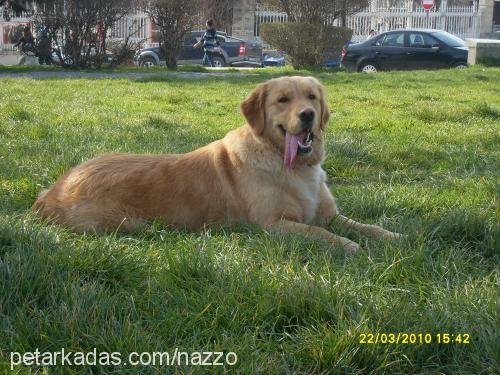 betty Dişi Golden Retriever