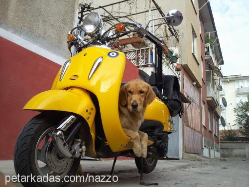 betty Dişi Golden Retriever