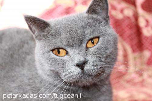 eyşan Dişi British Shorthair