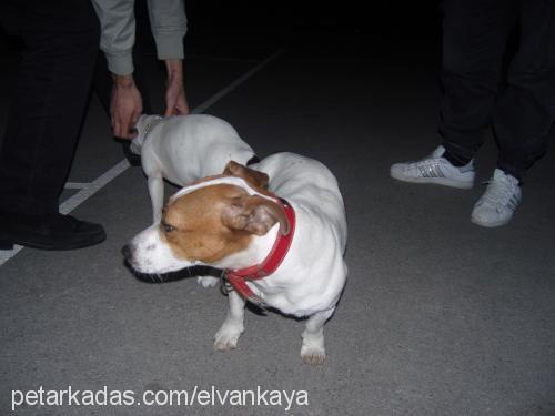 ceku Dişi Jack Russell Terrier