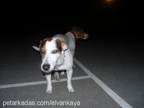 ceku Dişi Jack Russell Terrier