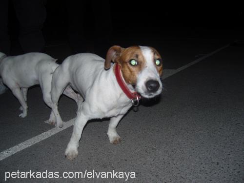 ceku Dişi Jack Russell Terrier