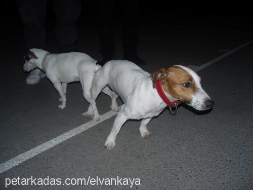 ceku Dişi Jack Russell Terrier