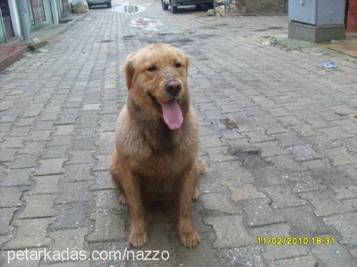 betty Dişi Golden Retriever