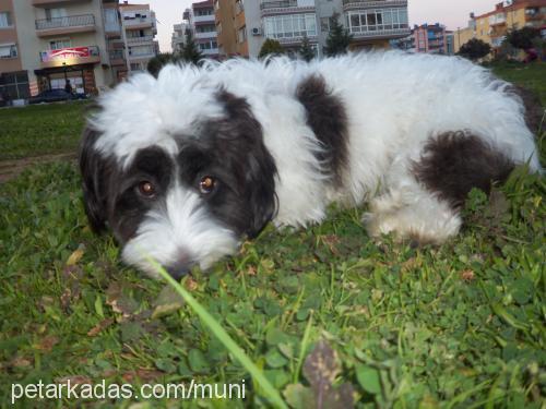 munİ Dişi Shih-Tzu