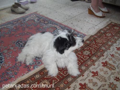 munİ Dişi Shih-Tzu