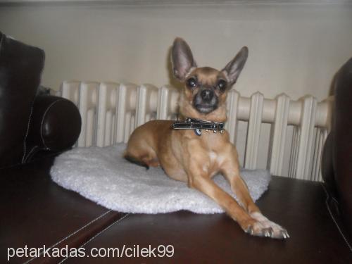 mini Dişi Chihuahua