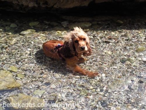 tonti Dişi İngiliz Cocker Spaniel